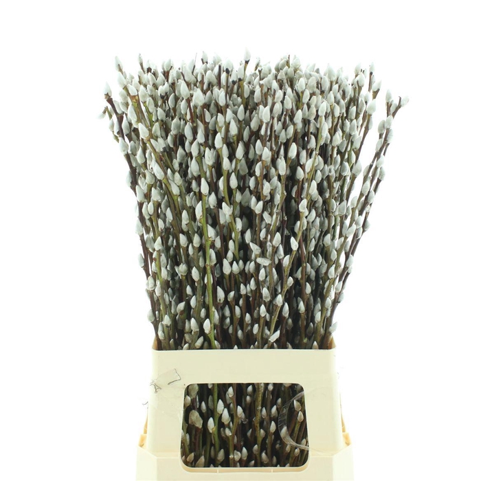 <h4>SALIX CA SNOW FLAKE</h4>