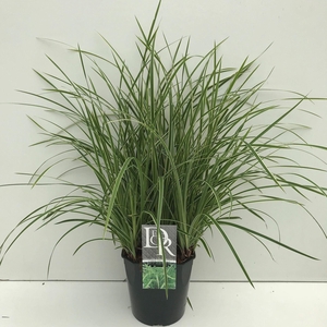 Carex morrowii Ice Dance