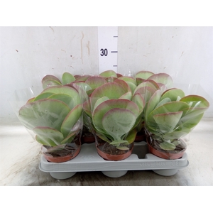 Kalanchoe NF thyrsiflora 'Red Lips'
