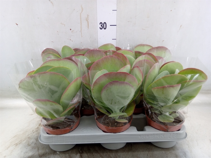 <h4>Kalanchoe NF thyrsiflora 'Red Lips'</h4>