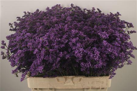 <h4>Lim Saf Dark Blue</h4>