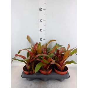 Neoregelia   ...