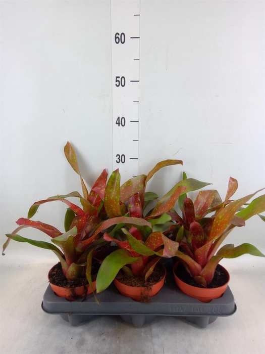 <h4>Neoregelia   ...</h4>