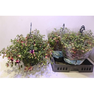 Fuchsia B F Georgia