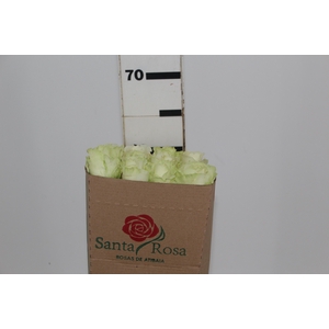 ROSA AVALANCHE 060 CM ESTUFA