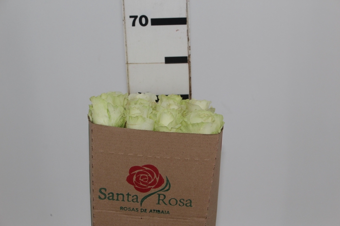 <h4>ROSA AVALANCHE 060 CM ESTUFA</h4>