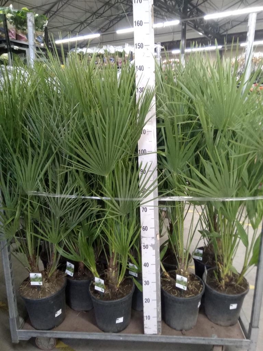 <h4>Chamaerops humilis</h4>