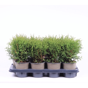 Thuja Tiny Tim