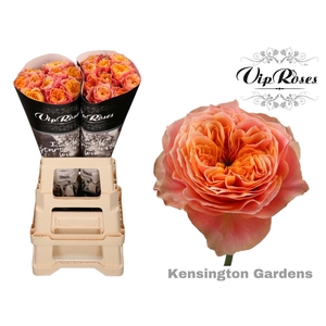 R GR KENSIN GARDENS! x 20