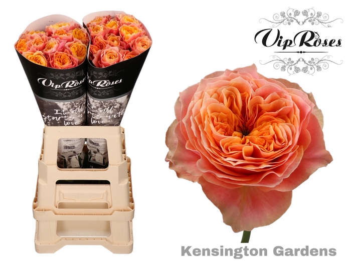 R GR KENSIN GARDENS! x 20