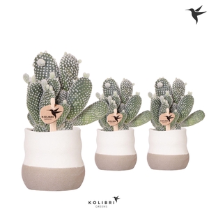 Kolibri Greens Opuntia white in Imperfect Bag pot