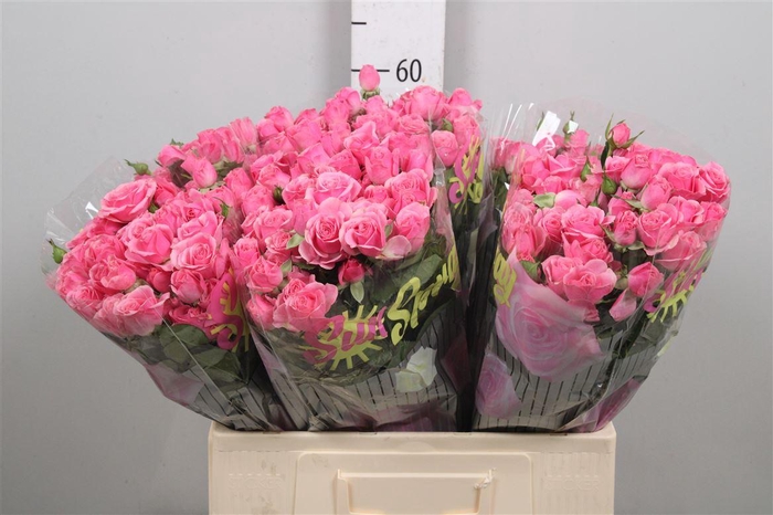 <h4>R Tr Pink Boom</h4>