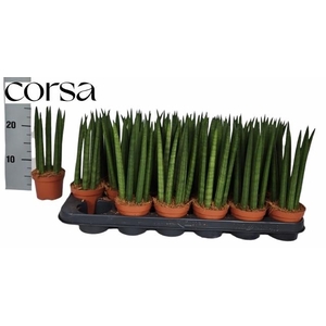 SANSEV TRIFASCIA  OV