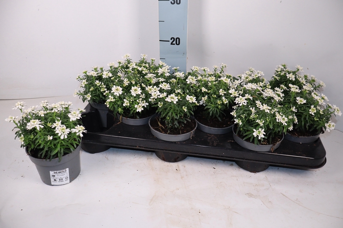 <h4>IBER SEMPERVIRENS</h4>