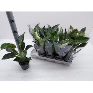 Philodendron White Stripe 12Ø 35cm