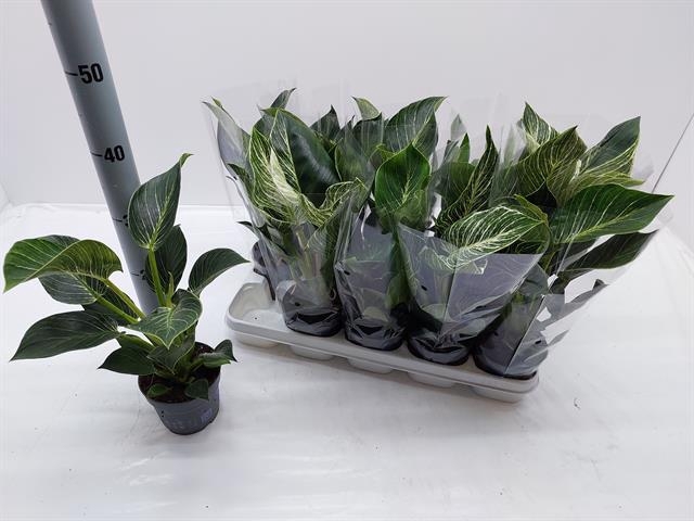 Philodendron White Stripe 12Ø 35cm