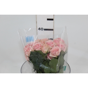 ROSA SPRAY STAR BLUSH 050 CM