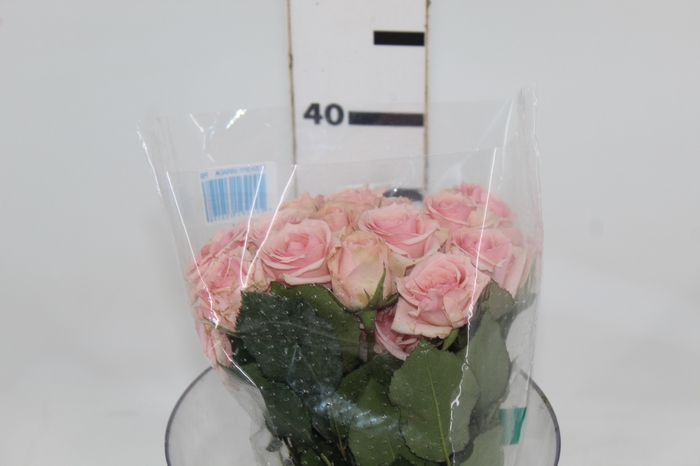 <h4>ROSA SPRAY STAR BLUSH 050 CM</h4>