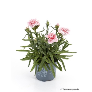 DIANTHUS CARYOPHYLLUS p11 pink