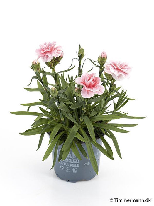 <h4>DIANTHUS CARYOPHYLLUS p11 pink</h4>