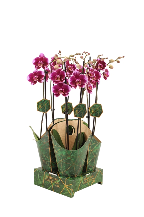 <h4>Signature Golden Nature Cover Phal Faction 2T16+</h4>