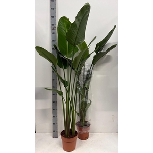 STRELITZIA NICOLAI