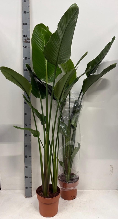 <h4>STRELITZIA NICOLAI</h4>