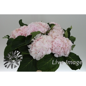 Hydrangea sweet verena