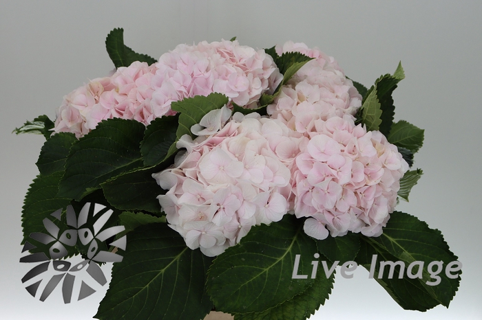 <h4>Hydrangea sweet verena</h4>