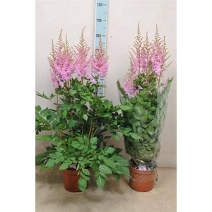 Astilbe a Ice Cream 21Ø 80cm