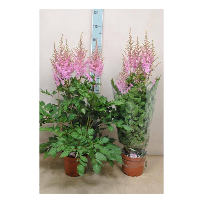 <h4>Astilbe a Ice Cream 21Ø 80cm</h4>
