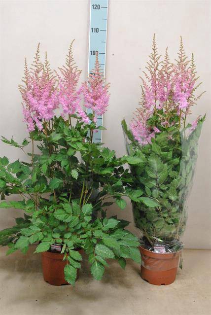 Astilbe a Ice Cream 21Ø 80cm