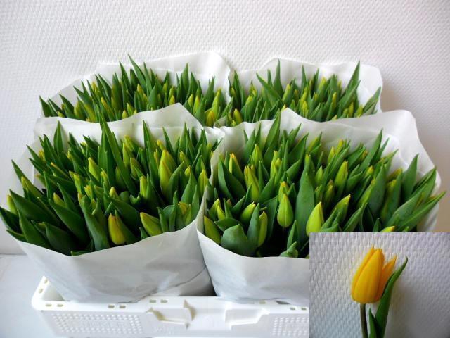 <h4>TU EN STRONG GOLD</h4>