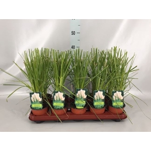 Cortaderia sell.