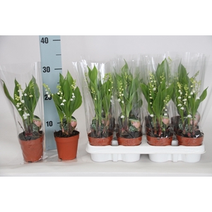 CONVALLARIA MAJALIS