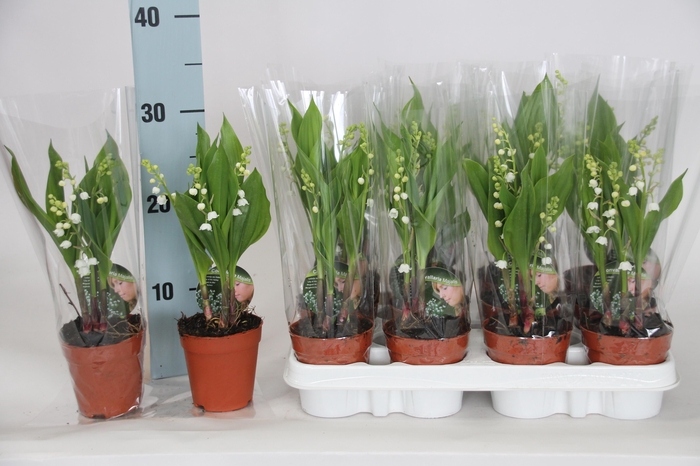 <h4>CONVALLARIA MAJALIS</h4>