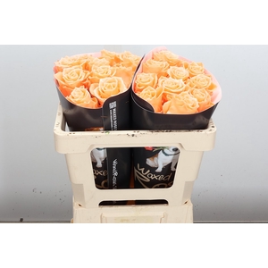 Wax-Rozen Athene Wax Athene Versilia