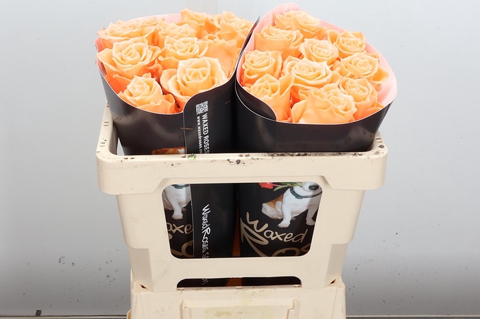 Wax-Rozen Athene Wax Athene Versilia