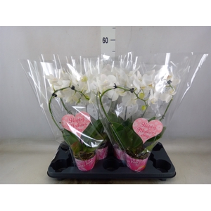 Phalaenopsis   ...