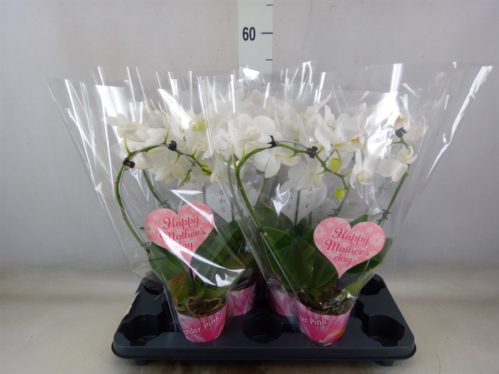 <h4>Phalaenopsis   ...</h4>