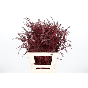 Grevilea Ivanhoe Kl Bh Bordeaux