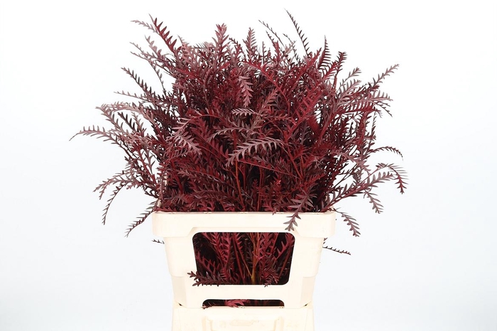 <h4>Grevilea Ivanhoe Kl Bh Bordeaux</h4>