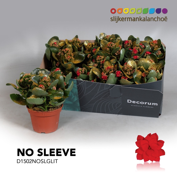 <h4>Kalanchoe No Sleeve - Red with glitter</h4>