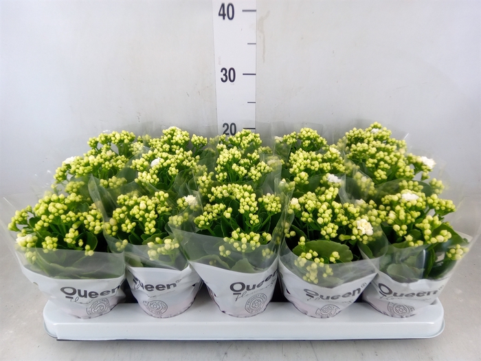 <h4>Kalanchoe blos. 'RosFlow Sia'</h4>