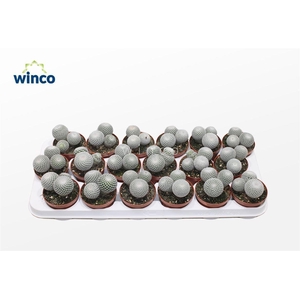 Mammillaria Microthele Superfina (group)