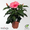 Hibiscus Overig rose HibisQs, Adonicus Pink