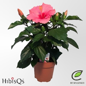 Hibiscus Overig rose HibisQs, Adonicus Pink