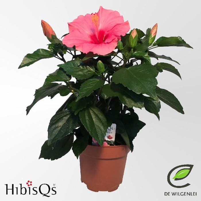 <h4>Hibiscus Overig rose HibisQs, Adonicus Pink</h4>