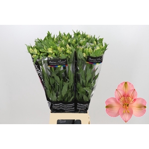 Alstroemeria Primadonna