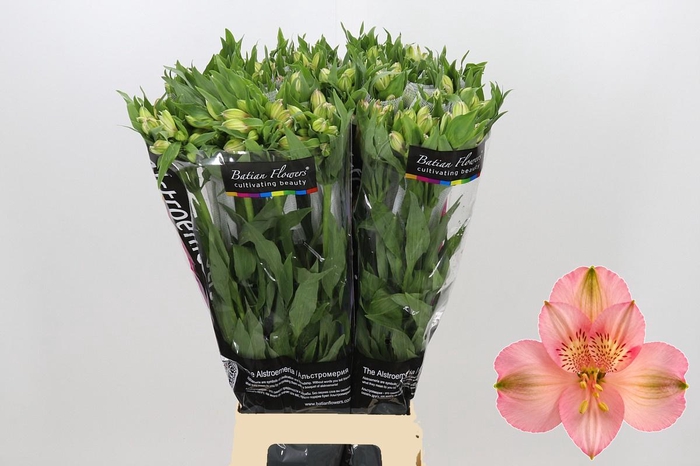 <h4>Alstroemeria Primadonna</h4>